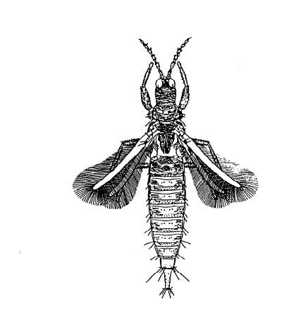 Subordo Tubulifera